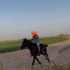 حصان انقليزي
