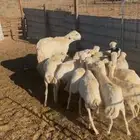 رفيد دفيع اشباب