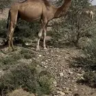 لقحه رباع(مبيوعه)