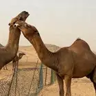 بعبر جمل ساحلي