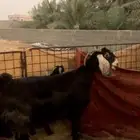 عنزين دفيع