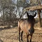 فرس شعبية للبيع