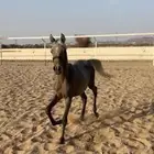 مهر شعبي فاخر