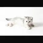قطه