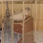 طيور زينه للبيع. زوبرا