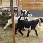 تيوس عوارض للبيع