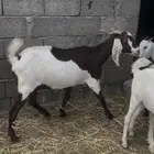 عنز مهجنه جرم دافع