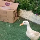 جوز بط