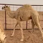 للبيع قعود