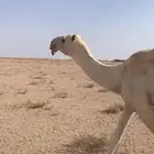 وضحاء كفو