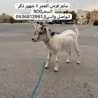 ماعز قزمي