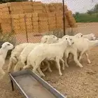 للبيع جذعان حريات طيبات