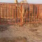 تو القت رمانيه علا جميع الشروط