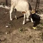 حسيلة للبيع