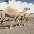 خلفة للبيع