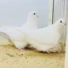 زوج فرش ابيض صك