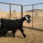 عنز