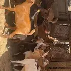 تيوس وعنقان