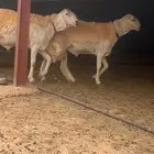 فحل صنف مشروع نوادر