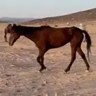 فرس للبيع