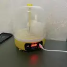 فقاسة بيض