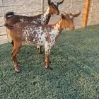 2 جفار 3 شهور. تم البيع