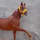 حصان للبيع