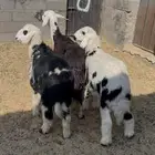 نعجه. رباع. معها 2 خرفان. عيالها ذبايح البيع 3500 ريال