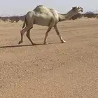 للبيع باتلي حيسوني