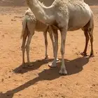 للبيع وضح عشاير كفو تحتها قعود وبكره العدد 2 وبكره باتليه
