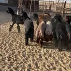 جذعات عرب طيبه