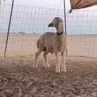 طلي مشروع فحل