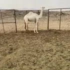 بكره للبيع