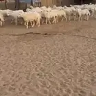 رخال حريات حرش