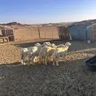 حريات للبيع على السوم