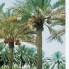جثيث نخل حلوة الي عنده