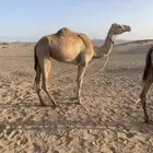 بكره