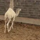 للبيع قعود لباني