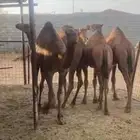 قعدان حمر