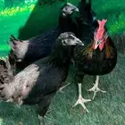 دجاج عربي اصيل ترثه . باديه   فري   دندراوي