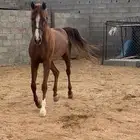 حصان عربي ورق