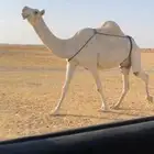 العشراء ام البكره الكفو