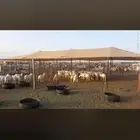 مظلات حلال كوري