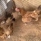 لبيع دجاتين جروم فاخر صحه شرط