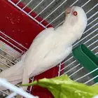 روز البينو ذكر