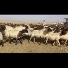 غنم نعيم مراح طيبه للبيع