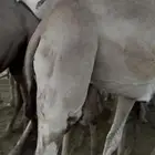 قعدان للبيع مغلقه فل الفل للمناسبات