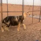 فحل نجدي مشروط