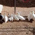 بط للبيع العدد 7