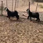 جفرات عوارض طيبات